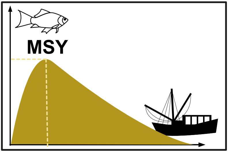 Fish stock assessments